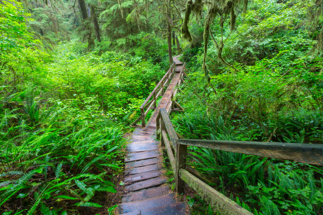 Wooden path through the woods